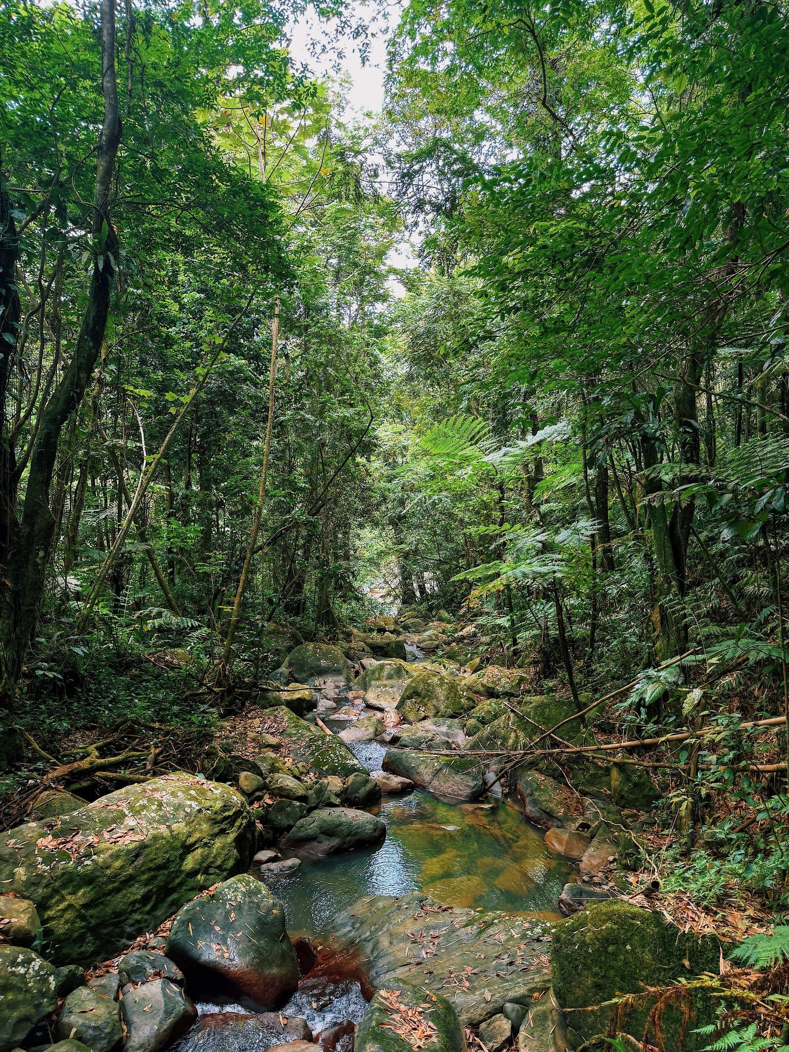 El Yunque National Forest view