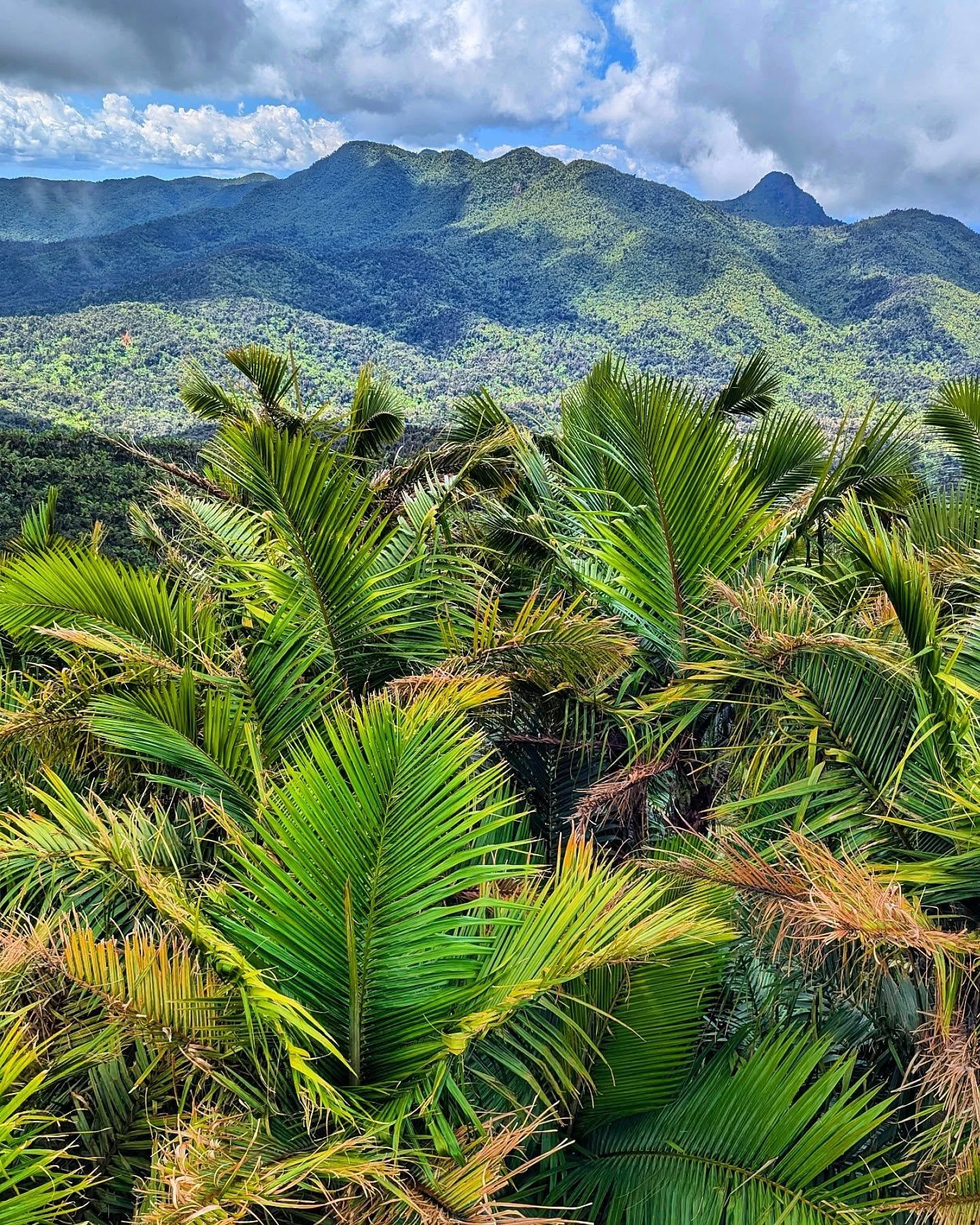 El Yunque National Forest view