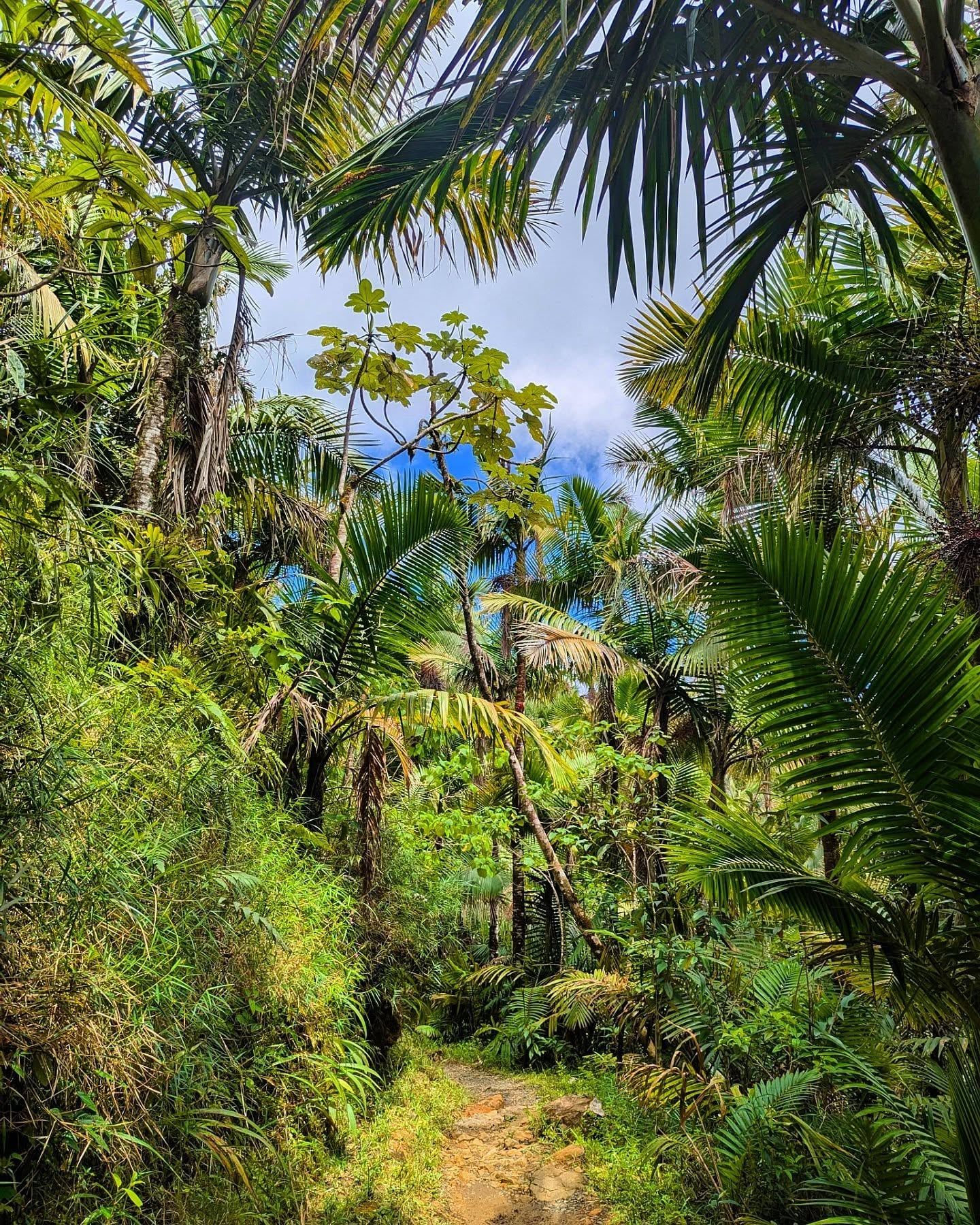 El Yunque National Forest view